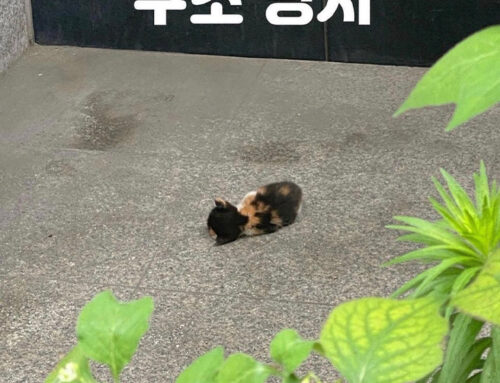 [공익캠페인] 유기동물을 발견했어요. 어떻게 해야 하나요?